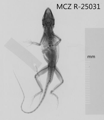 Media type: image;   Herpetology R-25031 Aspect: dorsoventral x-ray